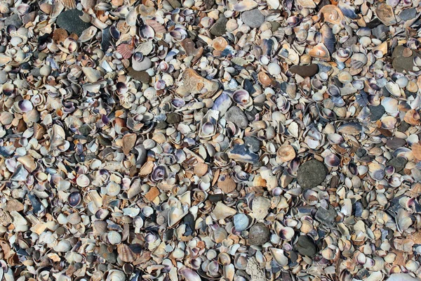 Conchas marinas en una playa — Foto de Stock