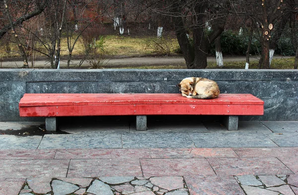 Sám spát psa na ulici lavička — Stock fotografie