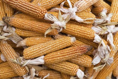 Bir yığın kuru çiğ mısır. çiftçilerden sonbahar mısır hasadı