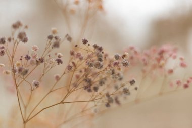 Arka plan için yumuşak ve bulanık çimen çiçeği. Şampanya renginde..