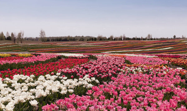 красивое поле красочных цветов тюльпана в полном расцвете. весной в лучах заходящего солнца на закате