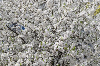 bahar beyaz kiraz çiçekleri çiçek açar..