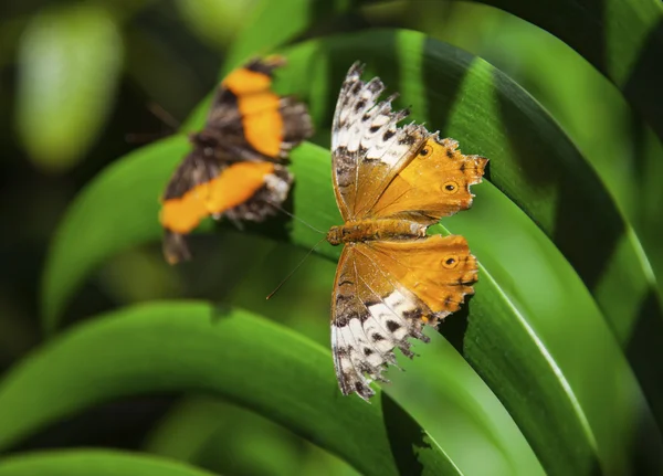 Yapraklarda iki kelebek