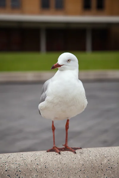 A gaivota olha para o lado Fotos De Bancos De Imagens Sem Royalties