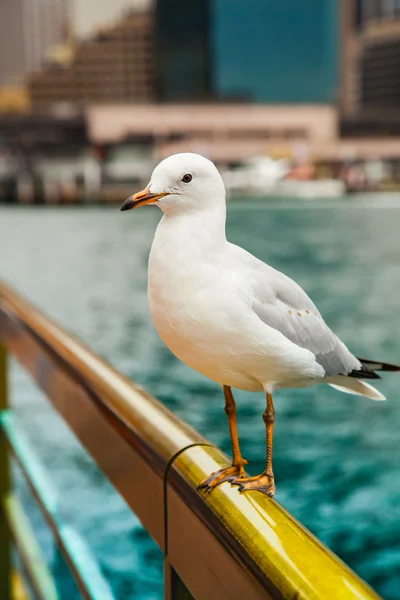 La gaviota se sienta en una barandilla Imágenes De Stock Sin Royalties Gratis