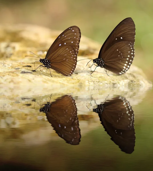Common Indian Crow butterfly (Euploea core Lucus) with water ref — Stock Photo, Image