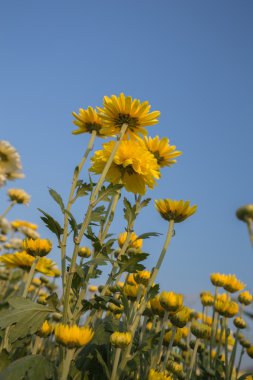 güzel kasımpatı çiçeği mavi gökyüzü ile 