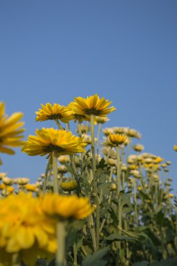 güzel kasımpatı çiçeği mavi gökyüzü ile 