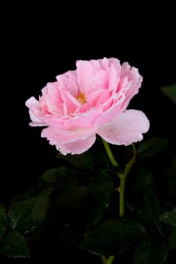 siyah su damlası ile güzel pembe Gül