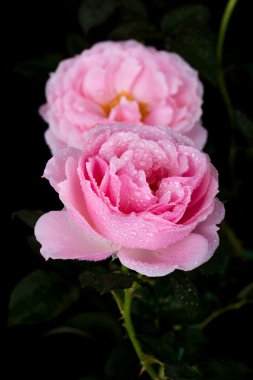 siyah su damlası ile güzel pembe Gül