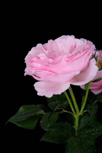 Rosa bonita rosa com gota de água no preto — Fotografia de Stock