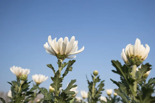 Beatiful chrysanthemums flower with blue sky — Stock Photo, Image