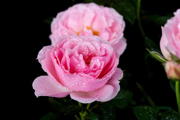 Красивая розовая роза с каплей воды на черном — стоковое фото