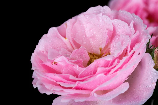 Rosa bonita rosa com gota de água no preto — Fotografia de Stock