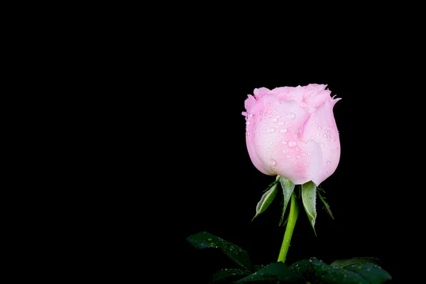 Όμορφο ροζ τριαντάφυλλο με σταγόνα νερό σε μαύρο — Φωτογραφία Αρχείου