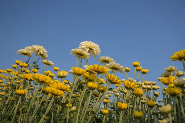 Crisantemi bellissimi fiore con cielo blu — Foto Stock