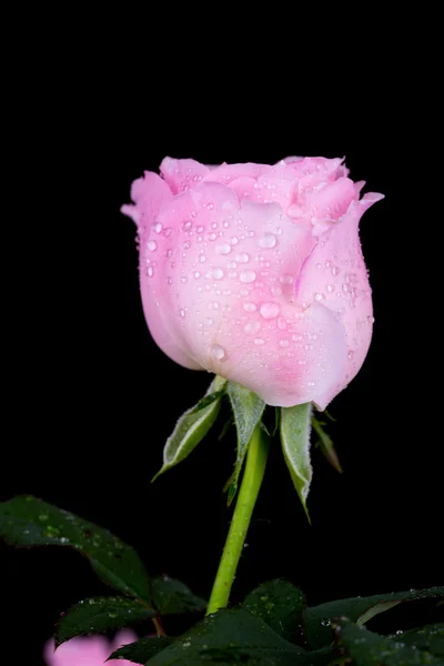 Όμορφο ροζ τριαντάφυλλο με σταγόνα νερό σε μαύρο — Φωτογραφία Αρχείου