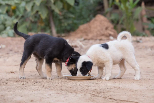 Two puppy dog eating food — Stock Photo, Image