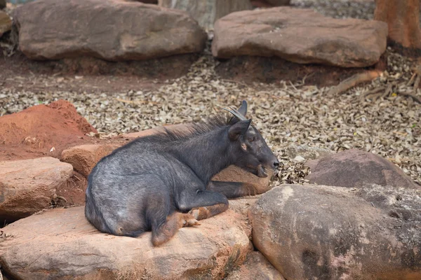 Serow (Capricornis sumatraensis) — Stock Photo, Image