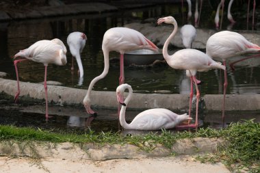 Büyük Flamingo (Phoenicopterus çevresi)