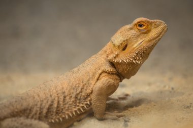  Sakallı Ejder (Pogona vittisepsi)