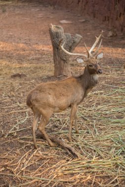 Kızıl geyik alanındaki