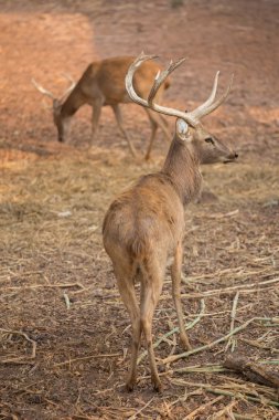 Kızıl geyik alanındaki