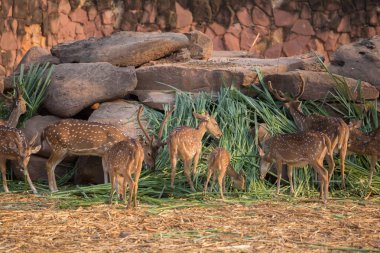 Benekli, Cheetal, benekli geyik, eksen geyik yemek