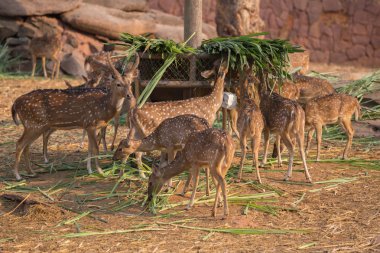Benekli, Cheetal, benekli geyik, eksen geyik yemek