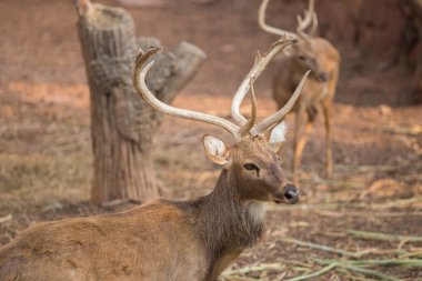 Kızıl geyik alanındaki