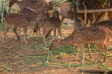 Benekli, Cheetal, benekli geyik, eksen geyik yemek