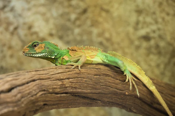 Chinesischer Wasserdrache (physignathus cocincinus), Thailändischer Wasserdrache — Stockfoto