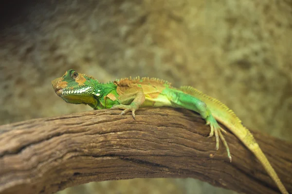 Chinesischer Wasserdrache (physignathus cocincinus), Thailändischer Wasserdrache — Stockfoto