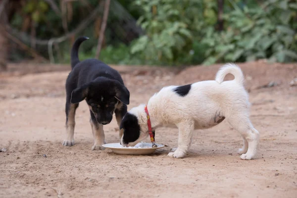 Two puppy dog eating food — Stock Photo, Image
