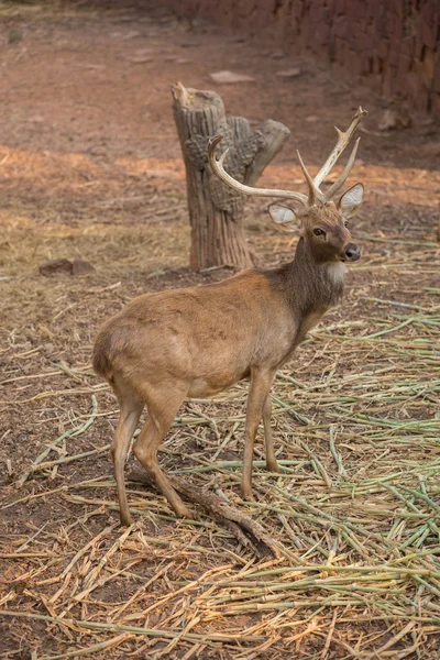 Red deer in field — Stock Photo, Image