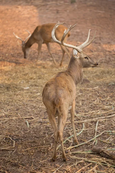 Rothirsch im Feld — Stockfoto