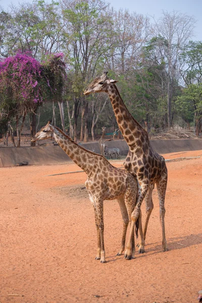 Жираф (Giraffa camelopardalis ) — стоковое фото