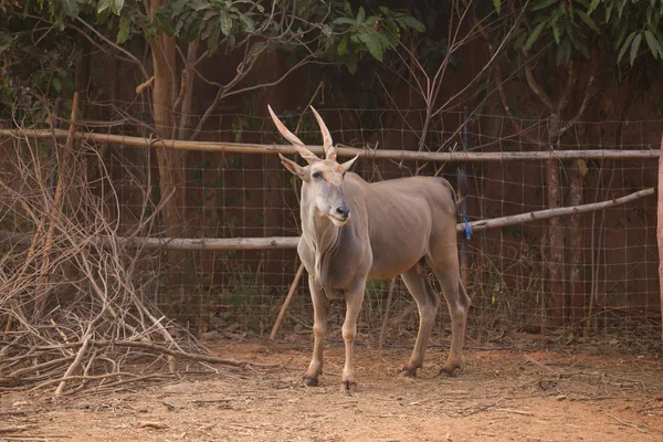 Wasserbock (kobus ellipsiprymnus)) — Stockfoto