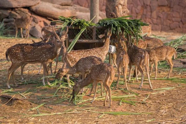 Chital, Geparden, Fleckhirsche, Achsenhirsche fressen — Stockfoto