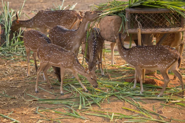 Chital, Geparden, Fleckhirsche, Achsenhirsche fressen — Stockfoto