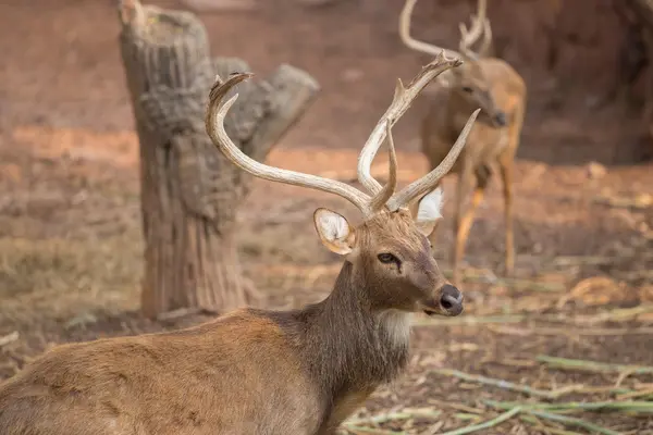 Kızıl geyik alanındaki