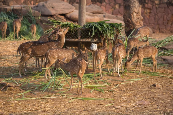 Chital, Cheetal, Spotted deer, Axis deer eating — Stock Photo, Image