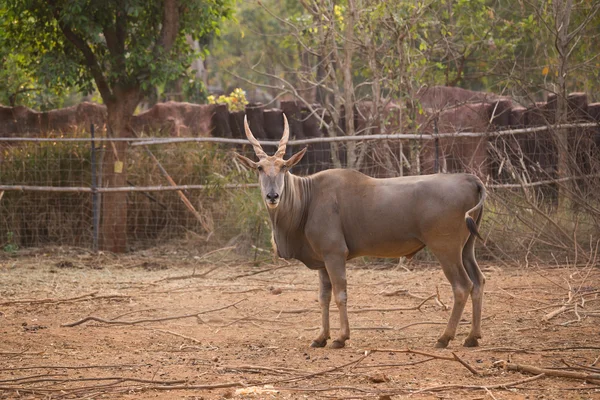 Waterbuck (Kobus ellipsiprymnus) — Stock Photo, Image