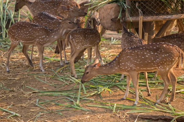 Benekli, Cheetal, benekli geyik, eksen geyik yemek