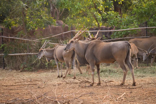 Cobo (Kobus ellipsiprymnus) — Foto Stock