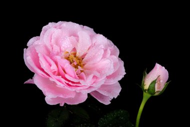 siyah su damlası ile güzel pembe Gül