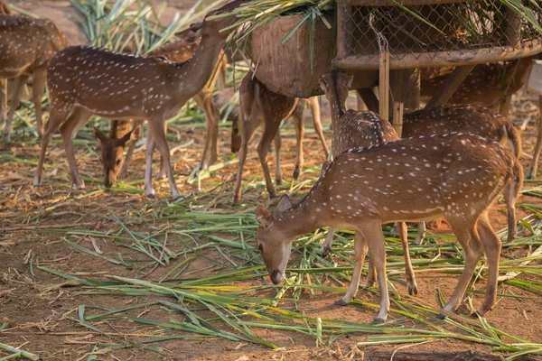 Chital, Geparden, Fleckhirsche, Achsenhirsche fressen — Stockfoto