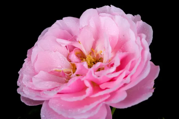Rosa bonita rosa com gota de água no preto — Fotografia de Stock