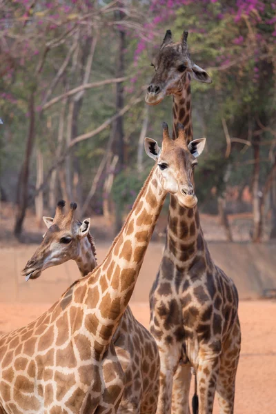 Жираф (Giraffa camelopardalis ) — стоковое фото