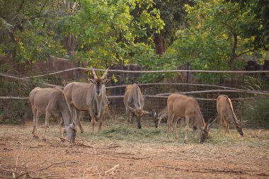 çim yeme waterbuck (Kobus ellipsiprymnus)